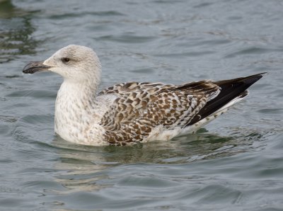 Great black backed Gull