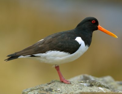 OYSTERCATCHER