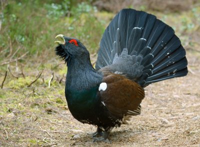 Capercaillie