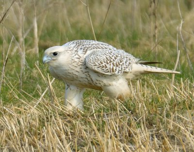 Gyr Falcon 