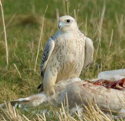 Gyr Falcon 