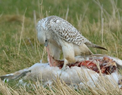 Gyr Falcon