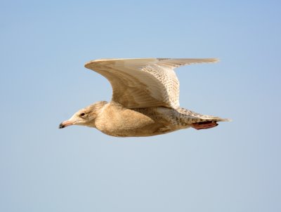 Glaucous Gull