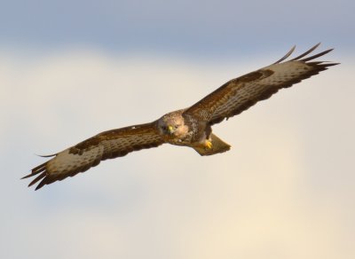 Buzzard