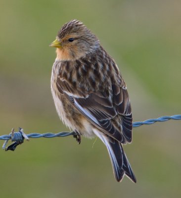 Twite 