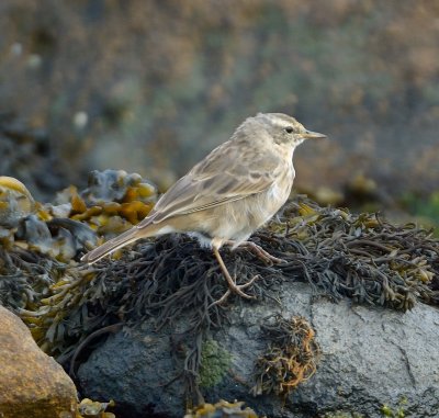 Water Pipit 