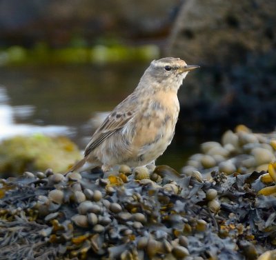 Water Pipit 