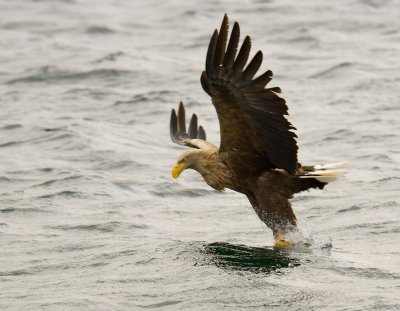 White-tailed Sea Eagle 