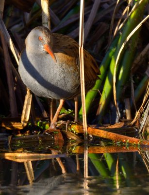 Water Rail 