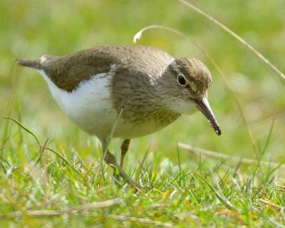 Common Sandpiper 