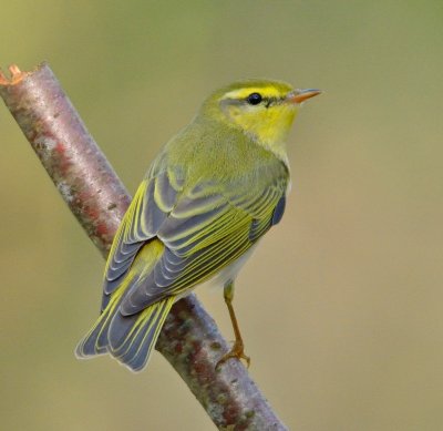 Wood Warbler 