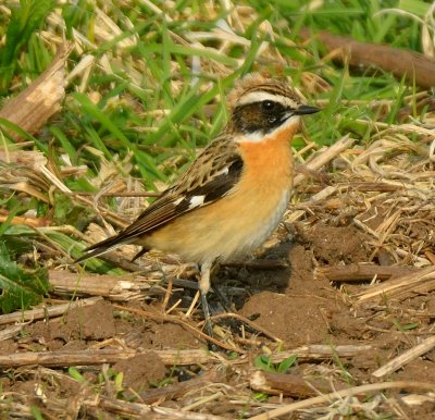 Whinchat 