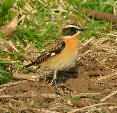 WHINCHAT