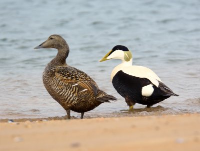 Eider Duck 