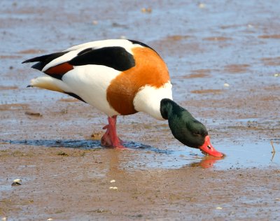 Shelduck 