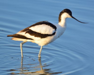 Avocet 