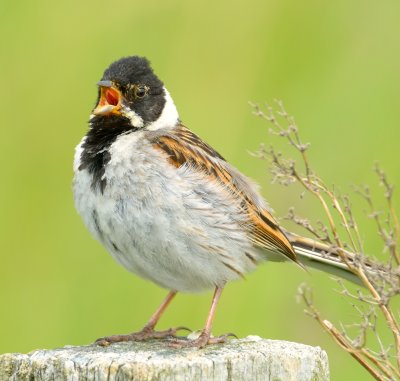 Reed Bunting 