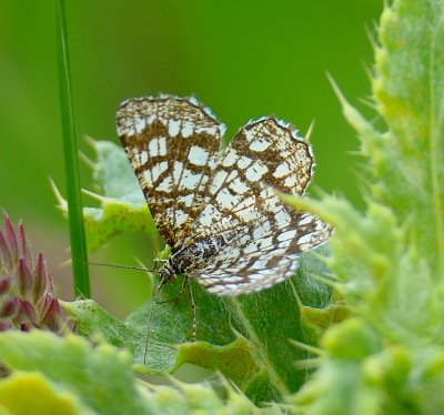 Latticed Heath 