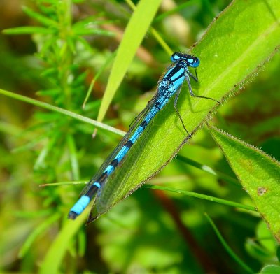 Common Blue Damselfly 