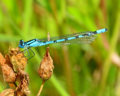 Common Blue Damselfly 
