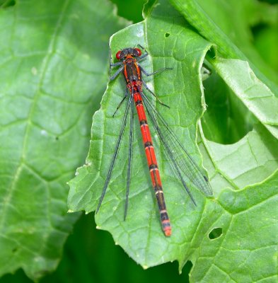 Large Red Damselfly 
