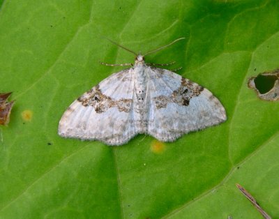 Silver-ground Carpet 