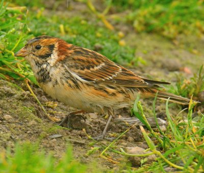 Lapland Bunting 