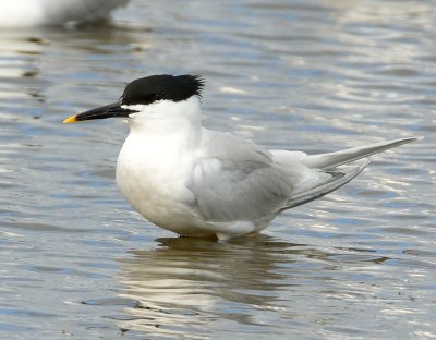 Sandwich Tern