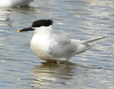 Sandwich Tern 