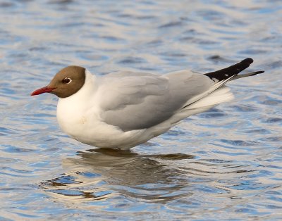 Black-headed Gull