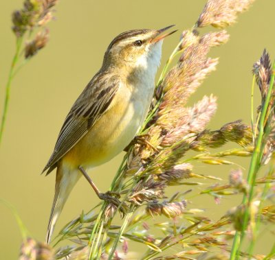 Sedge Warbler 