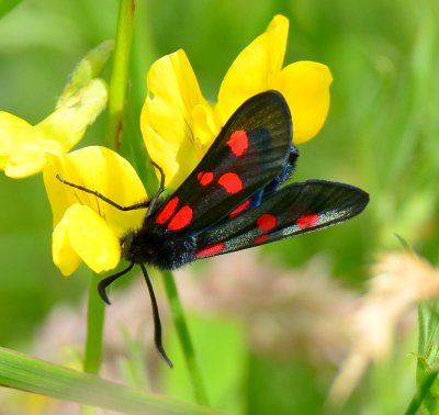 Five-Spot Burnet 