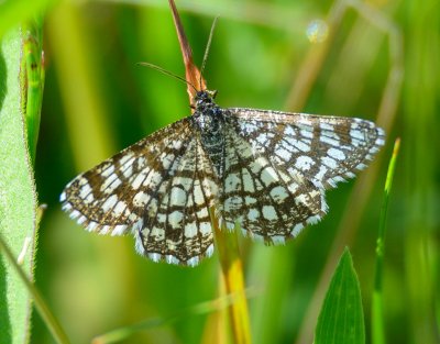 Latticed Heath 