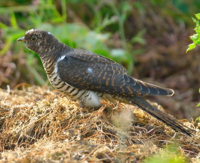 Cuckoo (juvenile) 