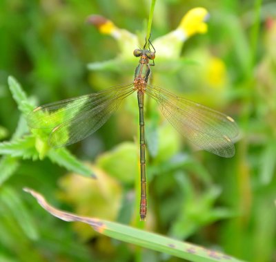 Emerald Damselfly 