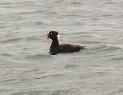 Surf Scoter 