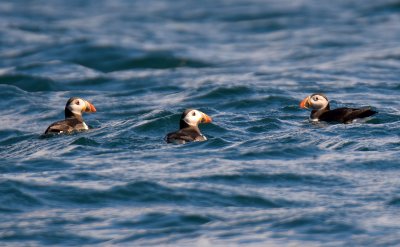 Puffin 
