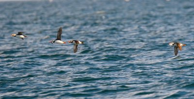 Puffin 