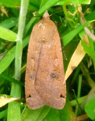 Large Yellow Underwing 