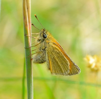 Small Skipper 