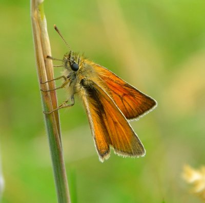 Small Skipper