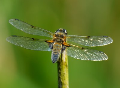 Four-Spotted Chaser 