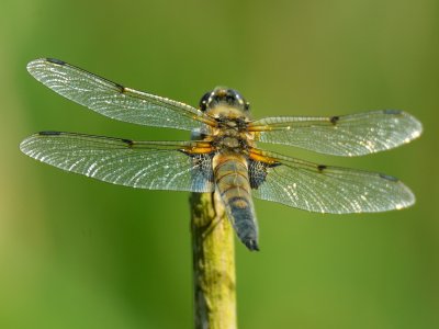 Four-Spotted Chaser 