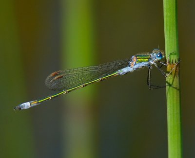 EMERALD DAMSELFLY