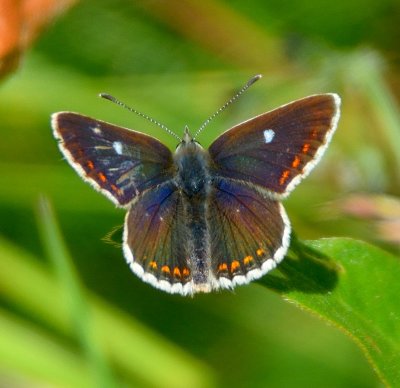 Northern-Brown Argus 