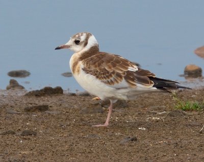 Black-headed Gull (juvenile) 