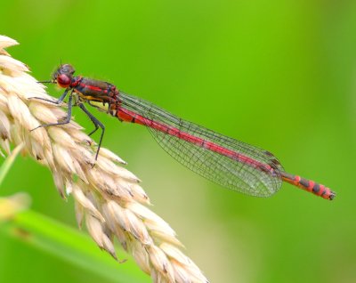 Large Red Damselfly 
