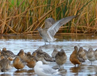 Whimbrel 