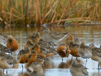 Whimbrel 