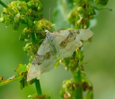 Silver-ground Carpet